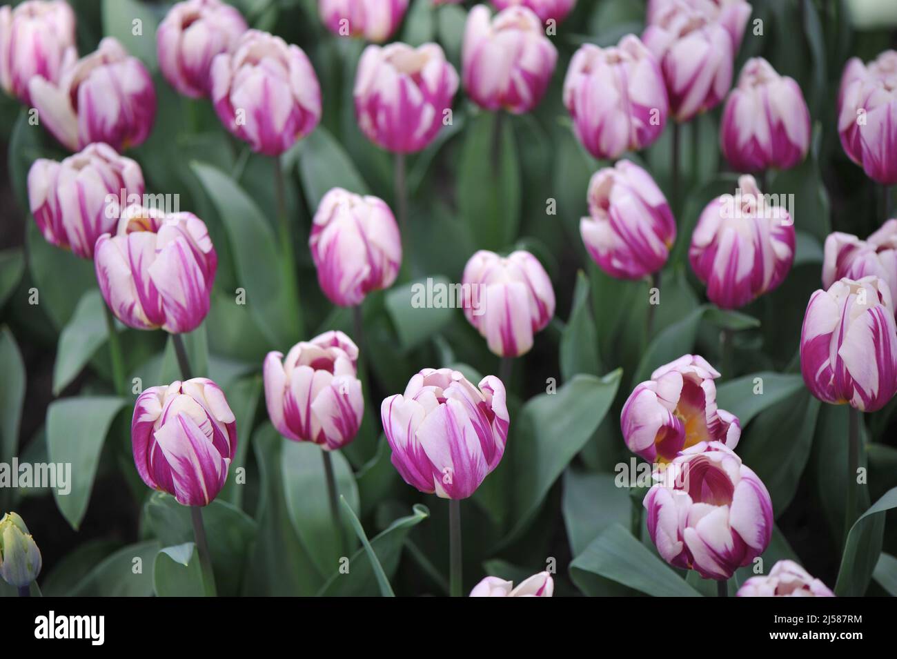 Tulipes pourpres et blanches (Tulipa) les pieds heureux fleurissent dans un jardin en mars Banque D'Images