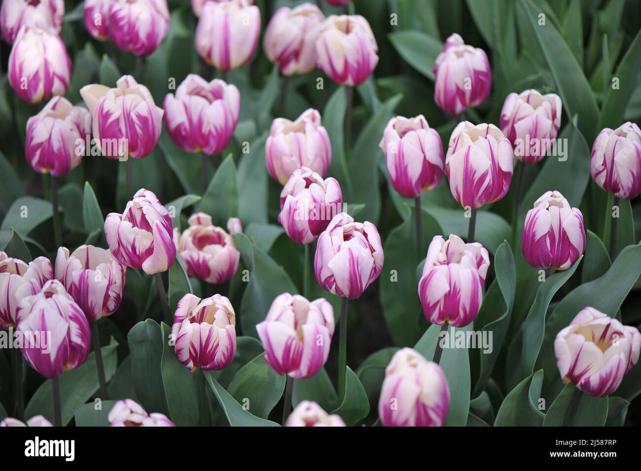 Tulipes pourpres et blanches (Tulipa) les pieds heureux fleurissent dans un jardin en mars Banque D'Images