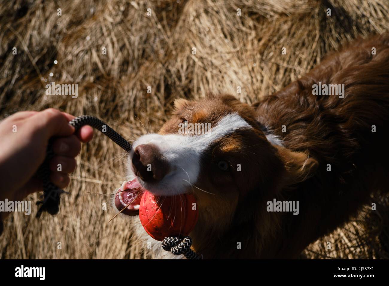 Le propriétaire joue avec le chien tenant la balle sur la corde dans la main et les tases. Le chiot mord le jouet et tente du retirer de l'être humain. Jeux actifs avec Australian S. Banque D'Images