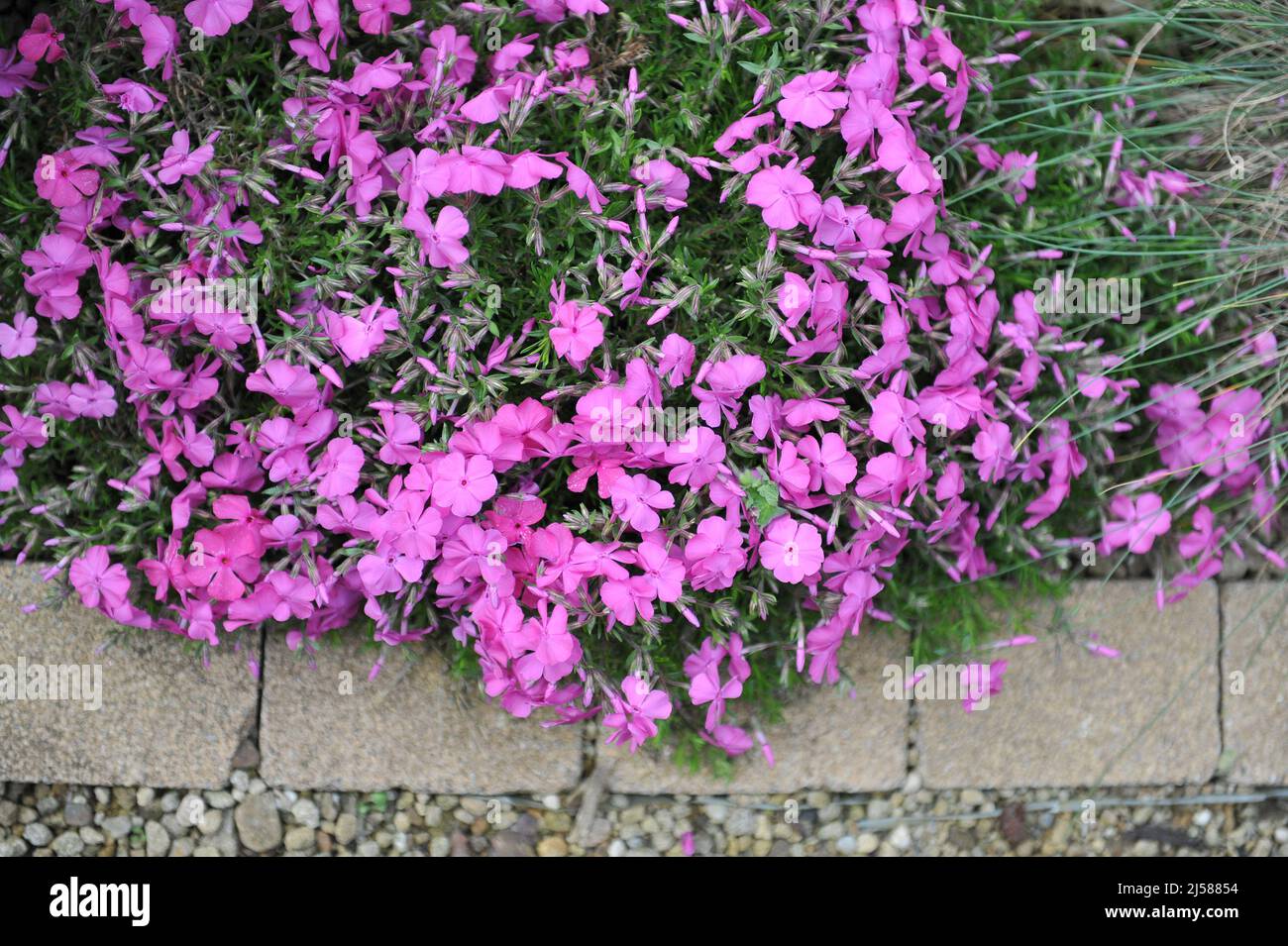 Phlox de mousse rose (Phlox subulata) le coussin de McDaniel fleurit dans un jardin en mai Banque D'Images