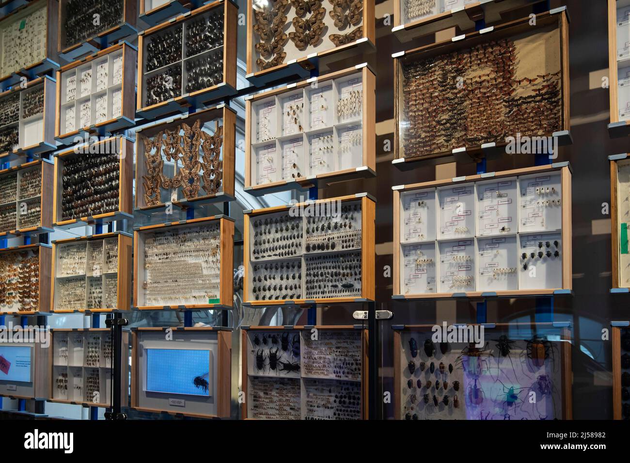 Ausschnitt der Insektendamlung, Naturkundemuseum, Museum fuer Naturkunde, Berlin, Allemagne Banque D'Images