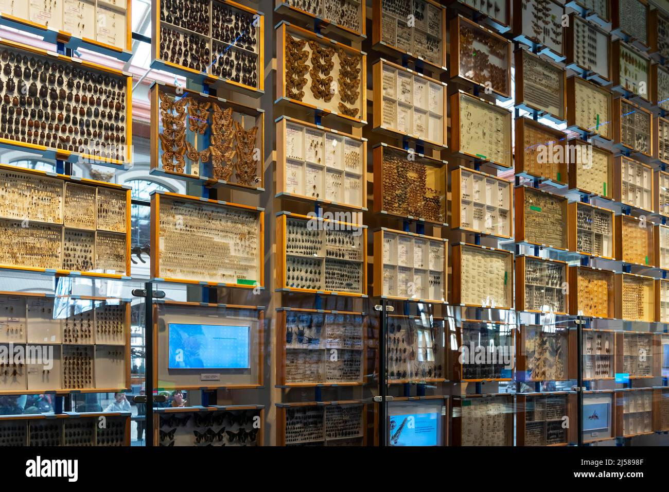 Ausschnitt der Insektendamlung, Naturkundemuseum, Museum fuer Naturkunde, Berlin, Allemagne Banque D'Images