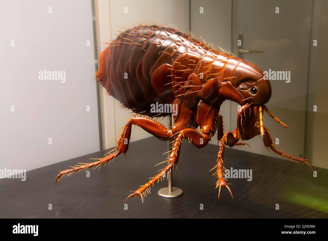 100 fach vergroessertes modèle eines Menschenflohs (pulex irritans), Museum fuer Naturkunde, Berlin, Allemagne Banque D'Images