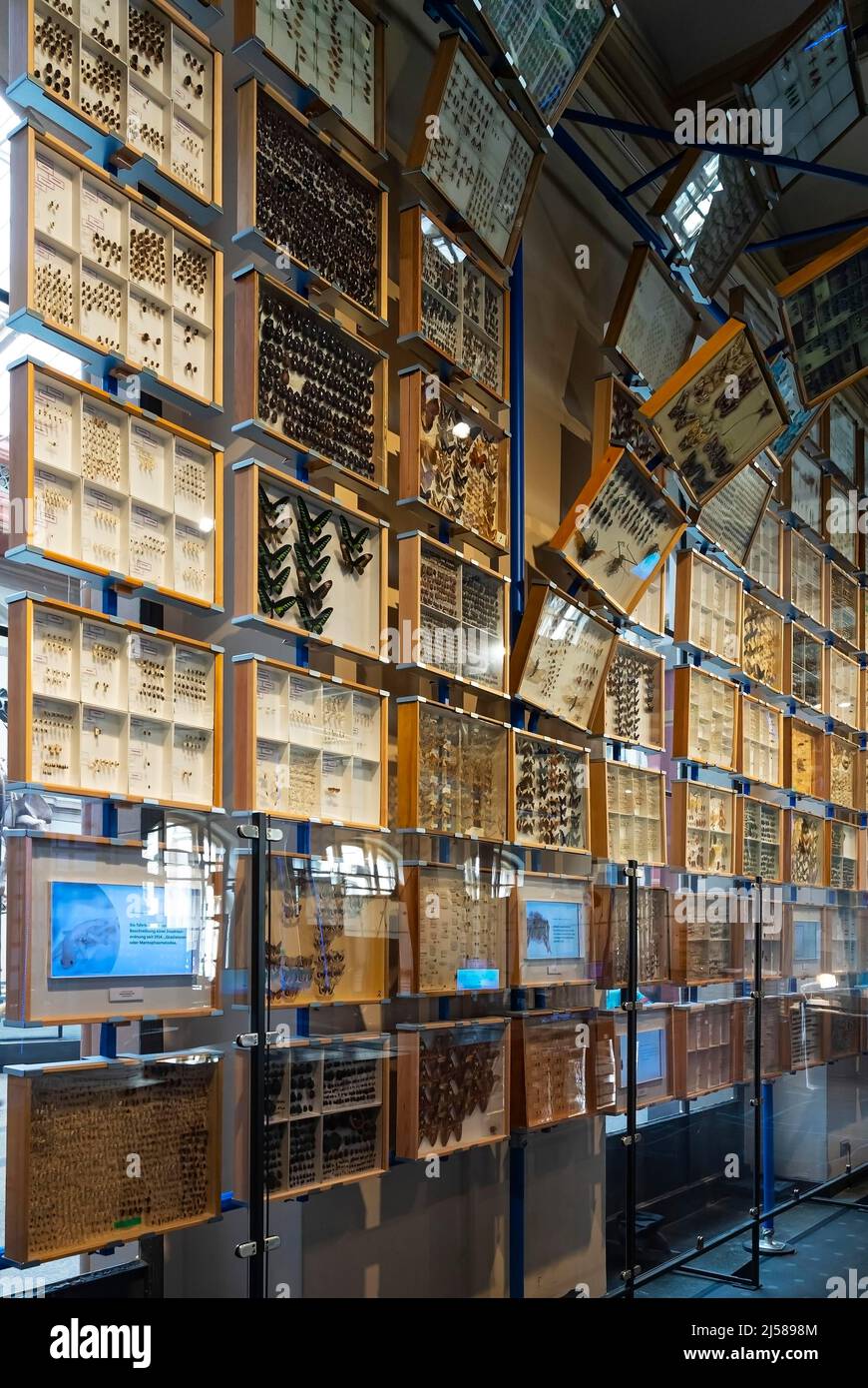 Ausschnitt der Insektendamlung, Naturkundemuseum, Museum fuer Naturkunde, Berlin, Allemagne Banque D'Images