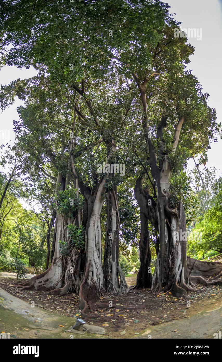 Figuier australien de la baie de moreton (Ficus macrophylla), jardin botanique, Palerme, Sicile, Italie Banque D'Images