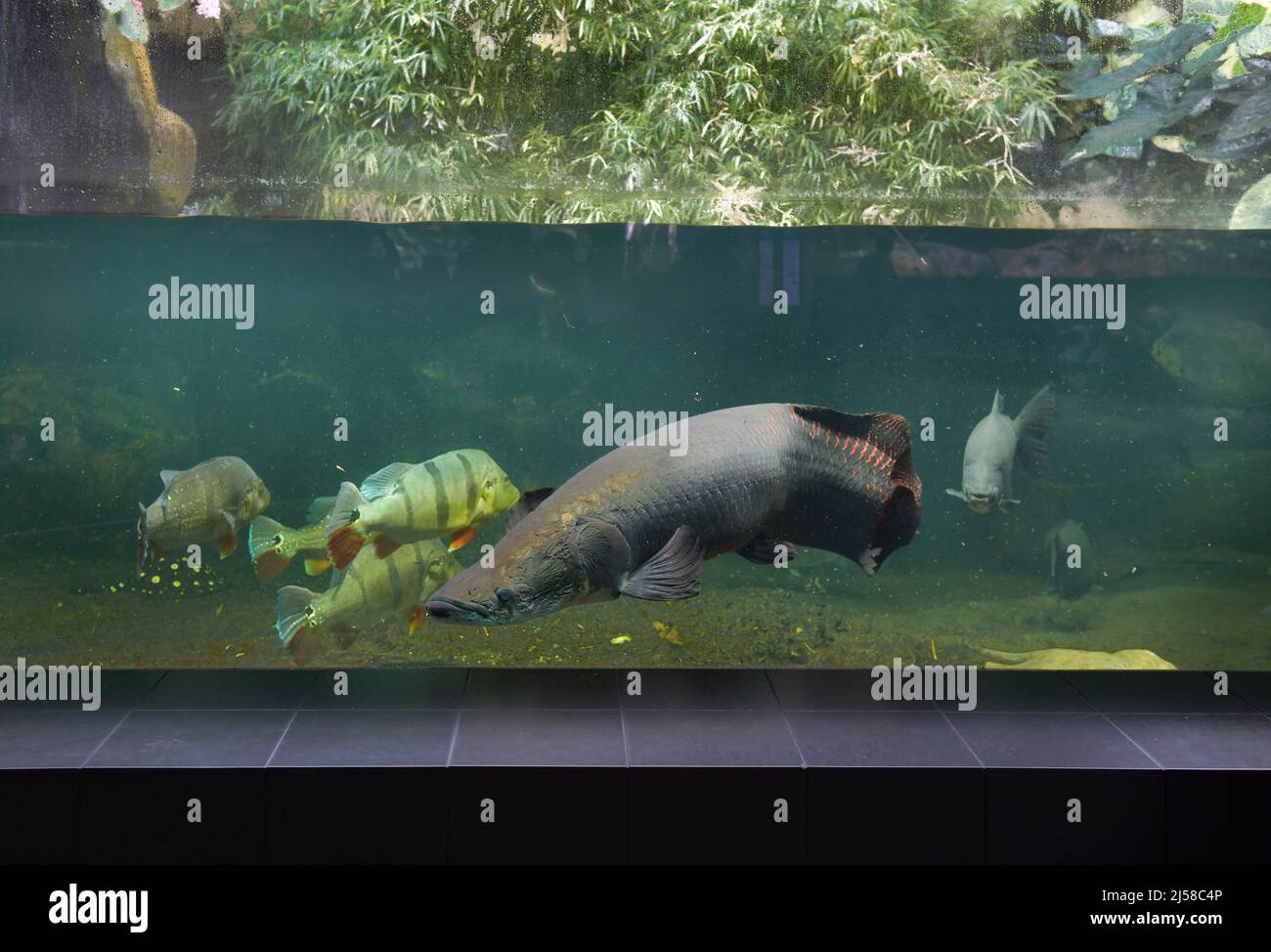 Arapaima (Arapaima gigas), Aquarium, Zoologischer Garten, Charlottenburg, Berlin, Allemagne Banque D'Images