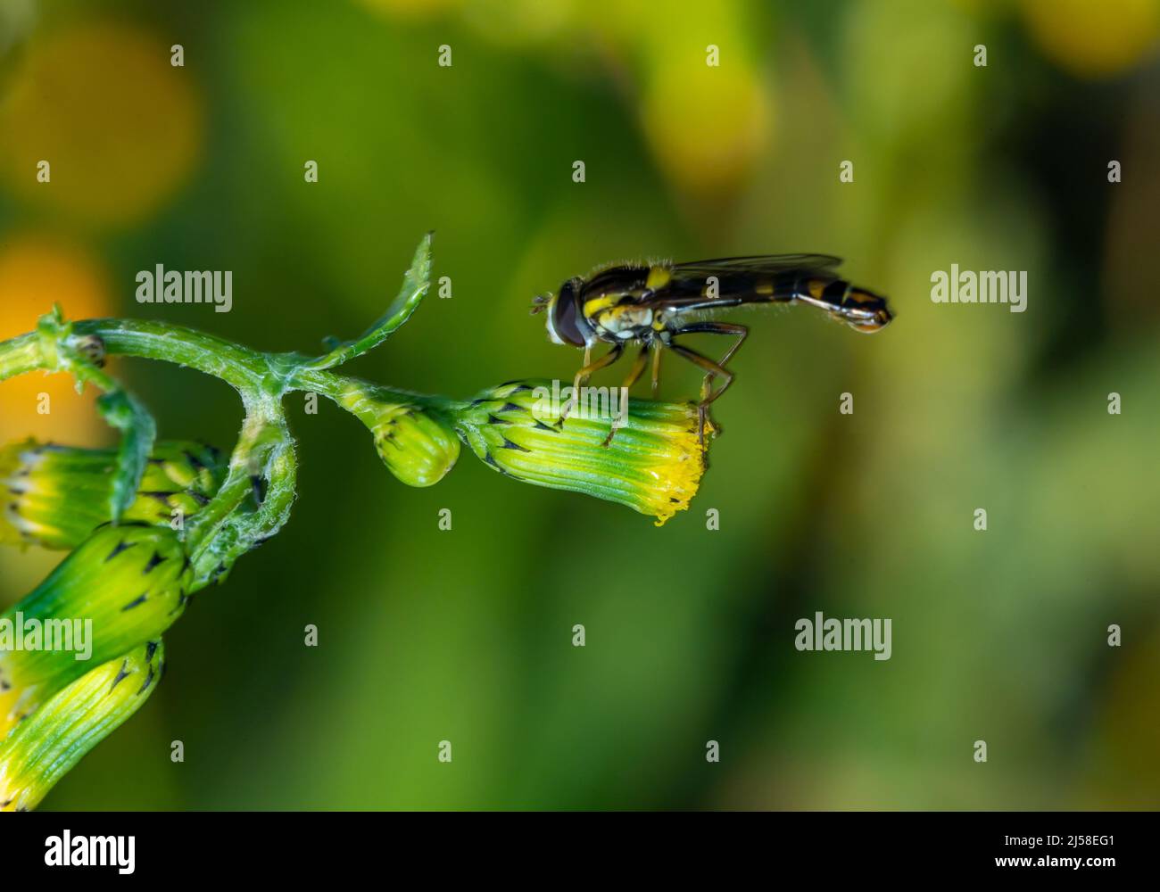 Photo macro de la queue de globe noire au printemps. Banque D'Images