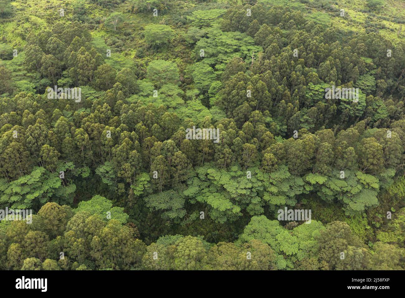 Un bosquet d'arbres envahissants d'écorce de papier australien ou de Mélaleuca, Melaleuca quinquenervia, et Molucan Albizia arbres, Falcataria moluccana, sur l'île Banque D'Images