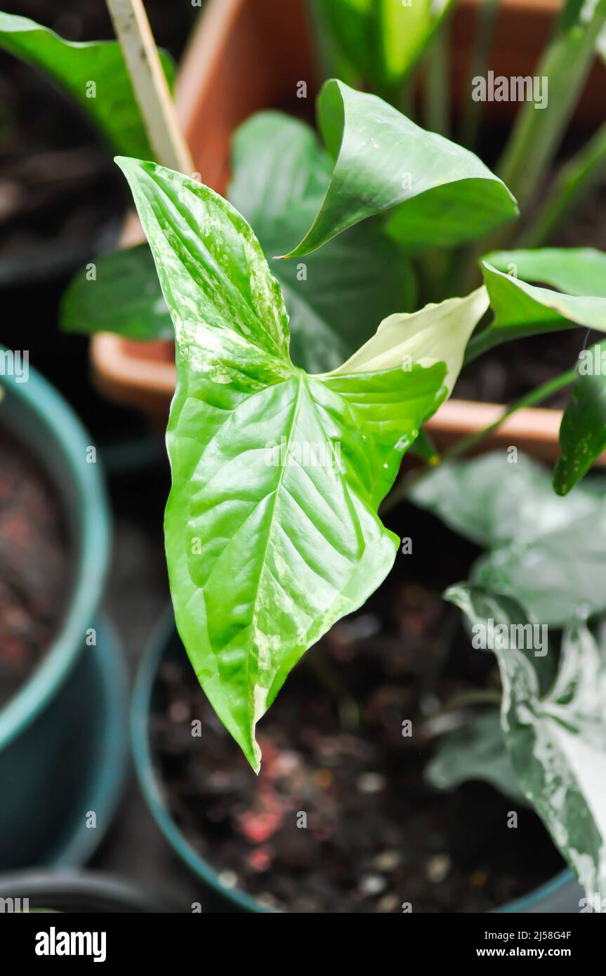 Syngonium podophyllum, Arrowhead Vine ou Goosefoot plante ou Araceae plante Banque D'Images