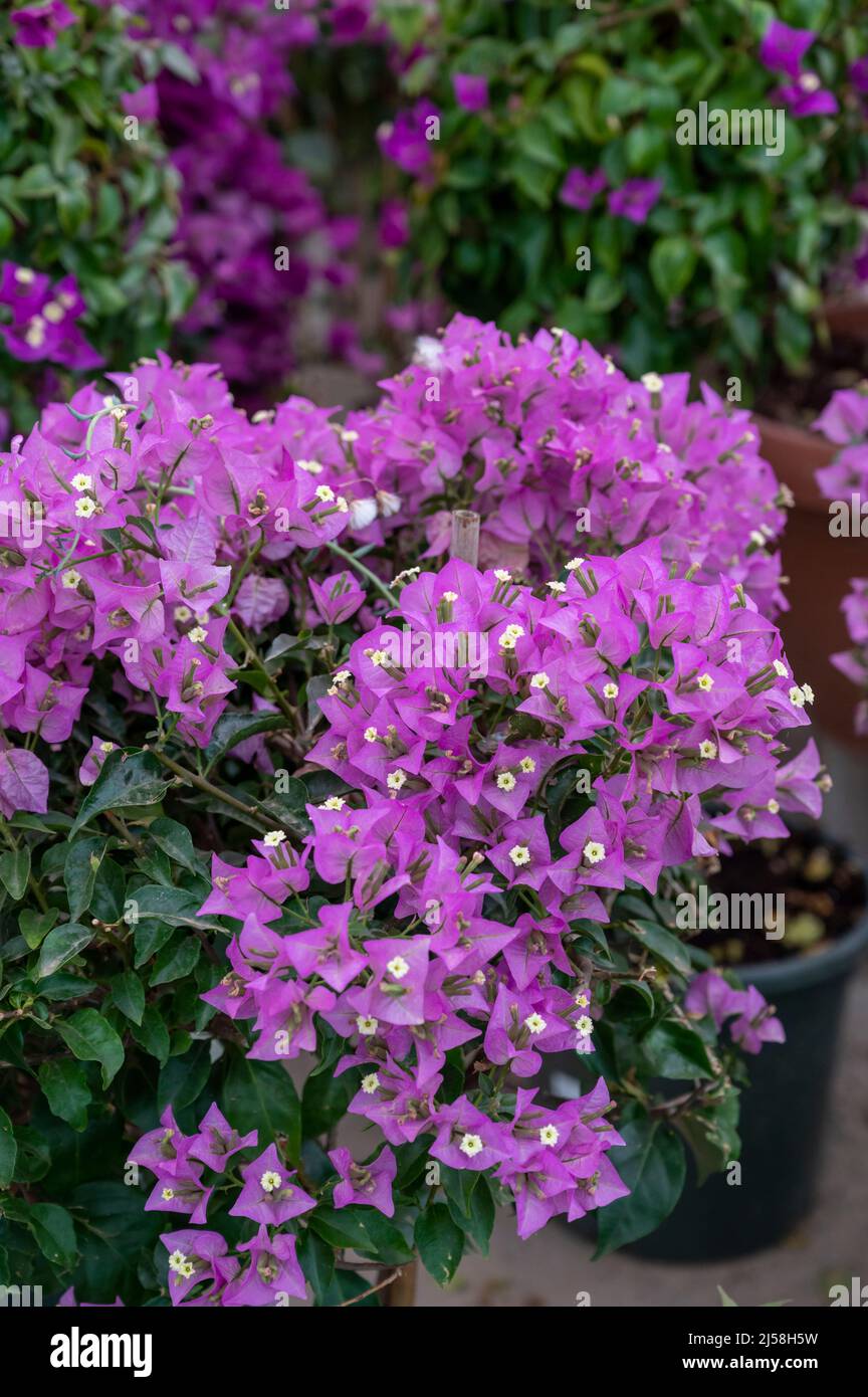 De nombreuses plantes tropicales et exotiques et des fleurs de bougainvilliers colorées sont en vente dans la boutique espagnole de la Costa del sol Banque D'Images