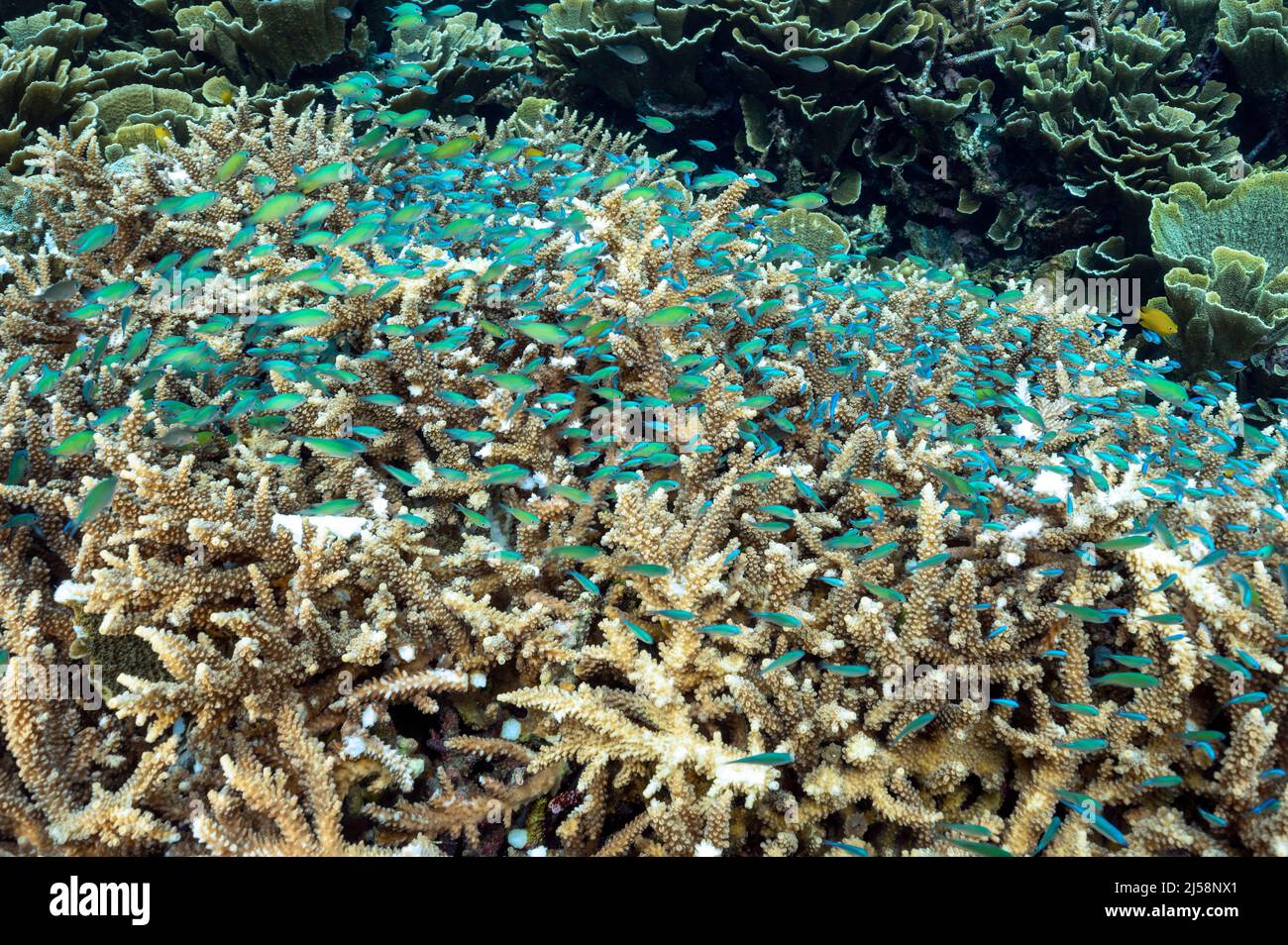 Blue damsels, Chromis viridis, abritant des coraux durs ramifiés, Raja Ampat, Indonésie. Banque D'Images