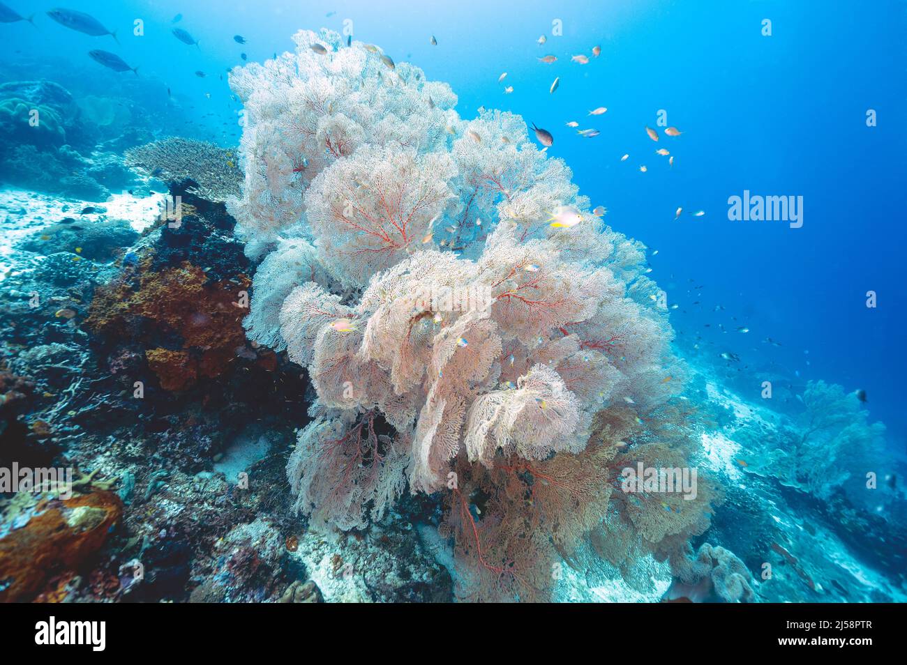 Seafan, Melithaea sp., Raja Ampat Indonésie. Banque D'Images