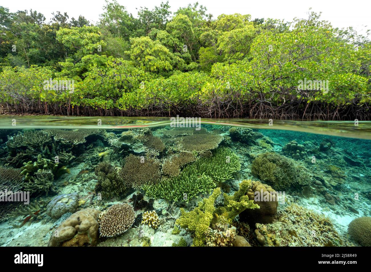 Forêt de mangroves et récifs de corail en coupe, Gam Island Raja Ampat Indnonesia. Banque D'Images