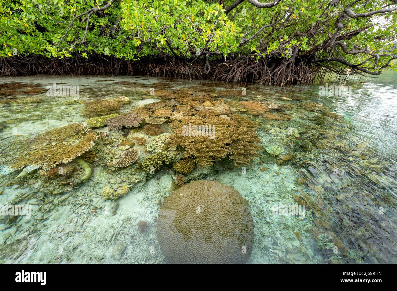 Coraux en croissance près de la forêt de mangroves, Raja Ampat Indonésie. Banque D'Images