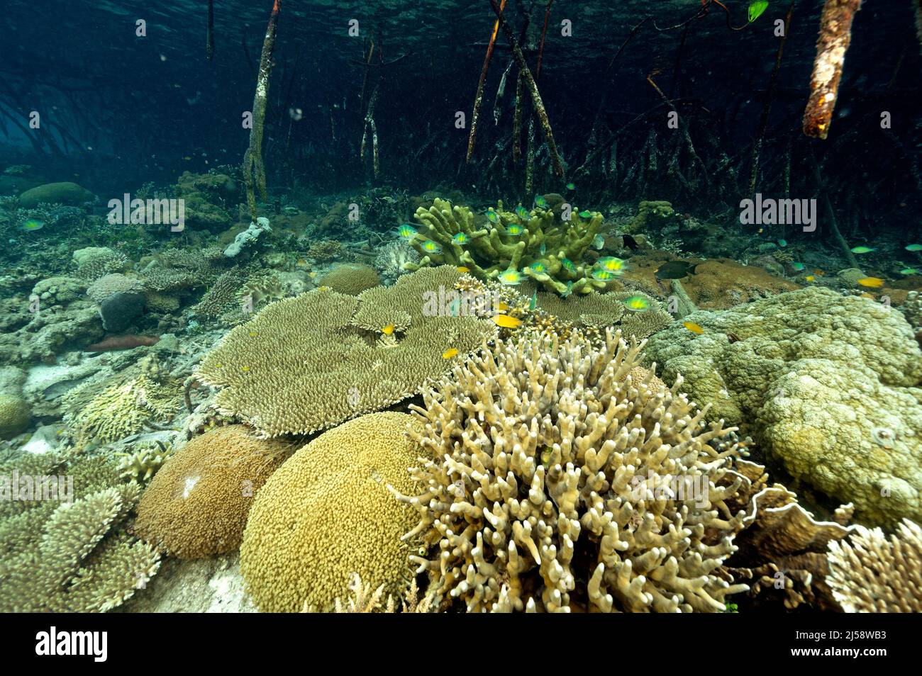 Récif pittoresque avec des coraux durs sous la forêt de mangroves, Raja Ampat Indonésie. Banque D'Images