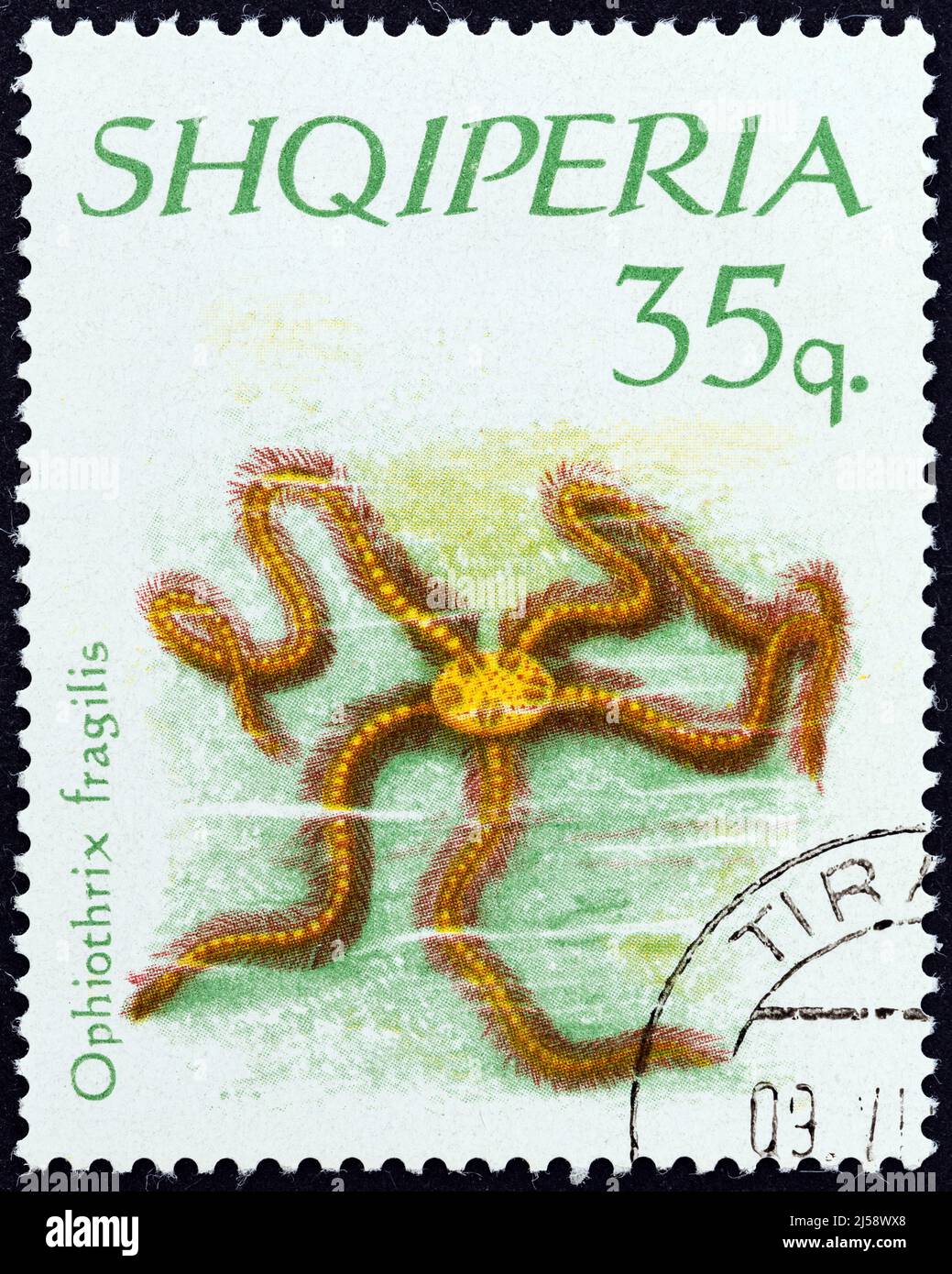 ALBANIE - VERS 1966 : un timbre imprimé en Albanie à partir du numéro des échinodermes montre un Starfish fragile (Ophiothrix fragilis), vers 1966. Banque D'Images