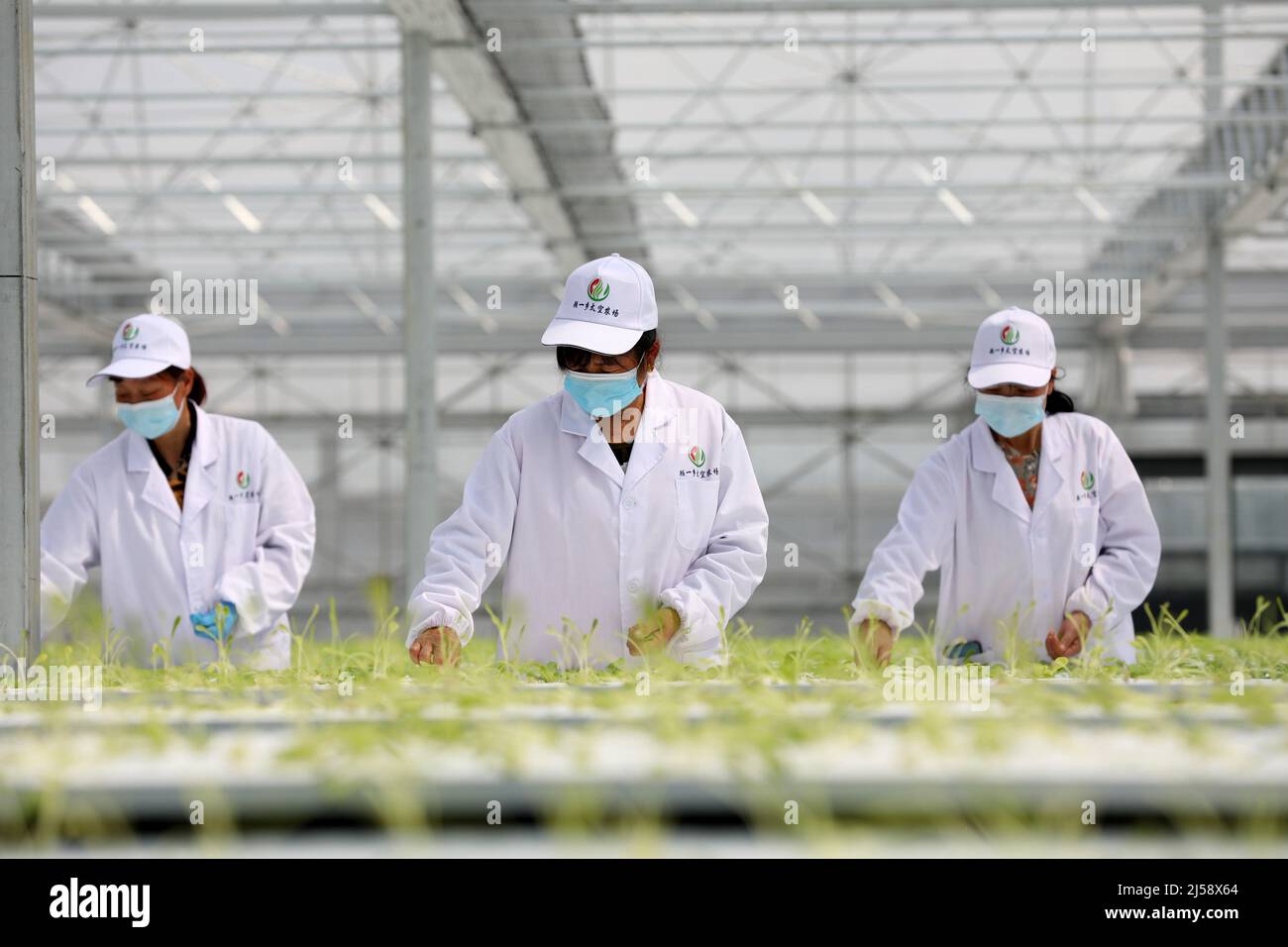 (220421) -- HEFEI, 21 avril 2022 (Xinhua) -- les membres du personnel travaillent dans une serre intelligente du parc de démonstration de science et de technologie agricole moderne d'Anhui aéroponics dans le comté de Feidong, Hefei, province d'Anhui, en Chine orientale, le 20 avril 2022. Les serres intelligentes du parc de démonstration de science et de technologie agricole moderne d'Anhui aéroponics dans le comté de Feidong adoptent l'aéroponics et la technologie de l'Internet des objets dans l'élevage des plantes. Ici, les légumes cultivés sans soillis poussent dans un environnement supervisé, où l'humidité, la température et la lumière peuvent être contrôlées et ajustées à distance accor Banque D'Images