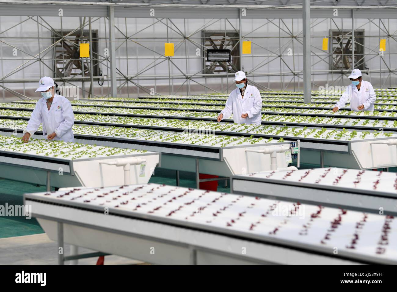 (220421) -- HEFEI, 21 avril 2022 (Xinhua) -- les membres du personnel travaillent dans une serre intelligente du parc de démonstration de science et de technologie agricole moderne d'Anhui aéroponics dans le comté de Feidong, Hefei, province d'Anhui, en Chine orientale, le 20 avril 2022. Les serres intelligentes du parc de démonstration de science et de technologie agricole moderne d'Anhui aéroponics dans le comté de Feidong adoptent l'aéroponics et la technologie de l'Internet des objets dans l'élevage des plantes. Ici, les légumes cultivés sans soillis poussent dans un environnement supervisé, où l'humidité, la température et la lumière peuvent être contrôlées et ajustées à distance accor Banque D'Images