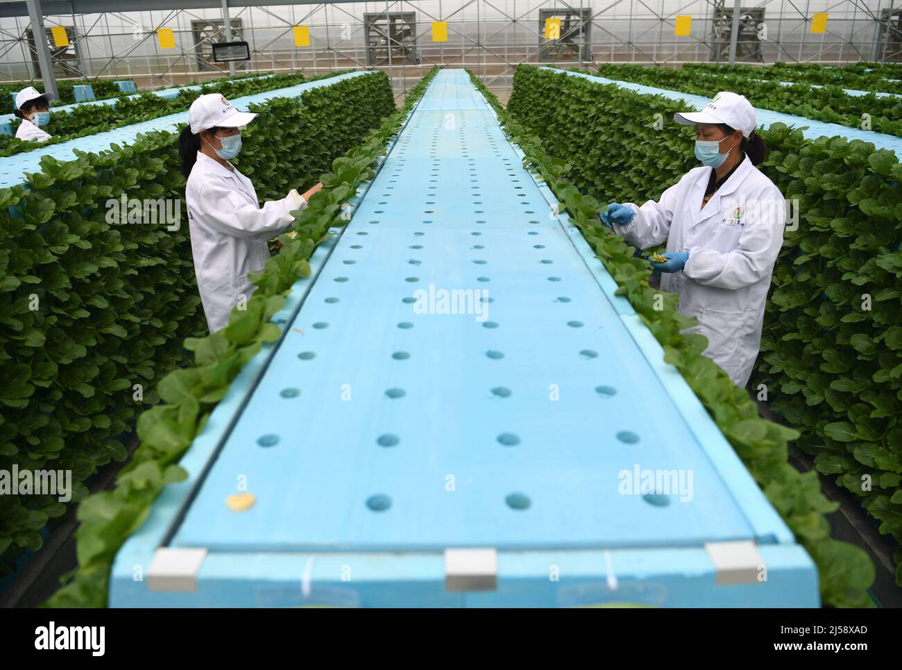 (220421) -- HEFEI, 21 avril 2022 (Xinhua) -- les membres du personnel travaillent dans une serre intelligente du parc de démonstration de science et de technologie agricole moderne d'Anhui aéroponics dans le comté de Feidong, Hefei, province d'Anhui, en Chine orientale, le 20 avril 2022. Les serres intelligentes du parc de démonstration de science et de technologie agricole moderne d'Anhui aéroponics dans le comté de Feidong adoptent l'aéroponics et la technologie de l'Internet des objets dans l'élevage des plantes. Ici, les légumes cultivés sans soillis poussent dans un environnement supervisé, où l'humidité, la température et la lumière peuvent être contrôlées et ajustées à distance accor Banque D'Images