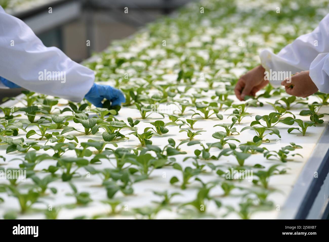 (220421) -- HEFEI, 21 avril 2022 (Xinhua) -- les membres du personnel travaillent dans une serre intelligente du parc de démonstration de science et de technologie agricole moderne d'Anhui aéroponics dans le comté de Feidong, Hefei, province d'Anhui, en Chine orientale, le 20 avril 2022. Les serres intelligentes du parc de démonstration de science et de technologie agricole moderne d'Anhui aéroponics dans le comté de Feidong adoptent l'aéroponics et la technologie de l'Internet des objets dans l'élevage des plantes. Ici, les légumes cultivés sans soillis poussent dans un environnement supervisé, où l'humidité, la température et la lumière peuvent être contrôlées et ajustées à distance accor Banque D'Images