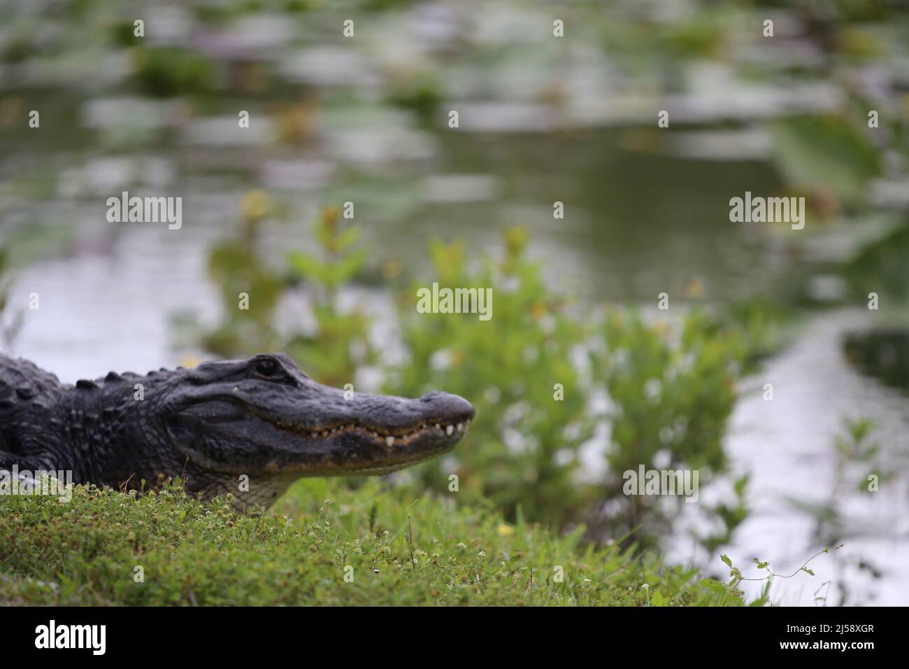 Crocodile près de l'eau Banque D'Images