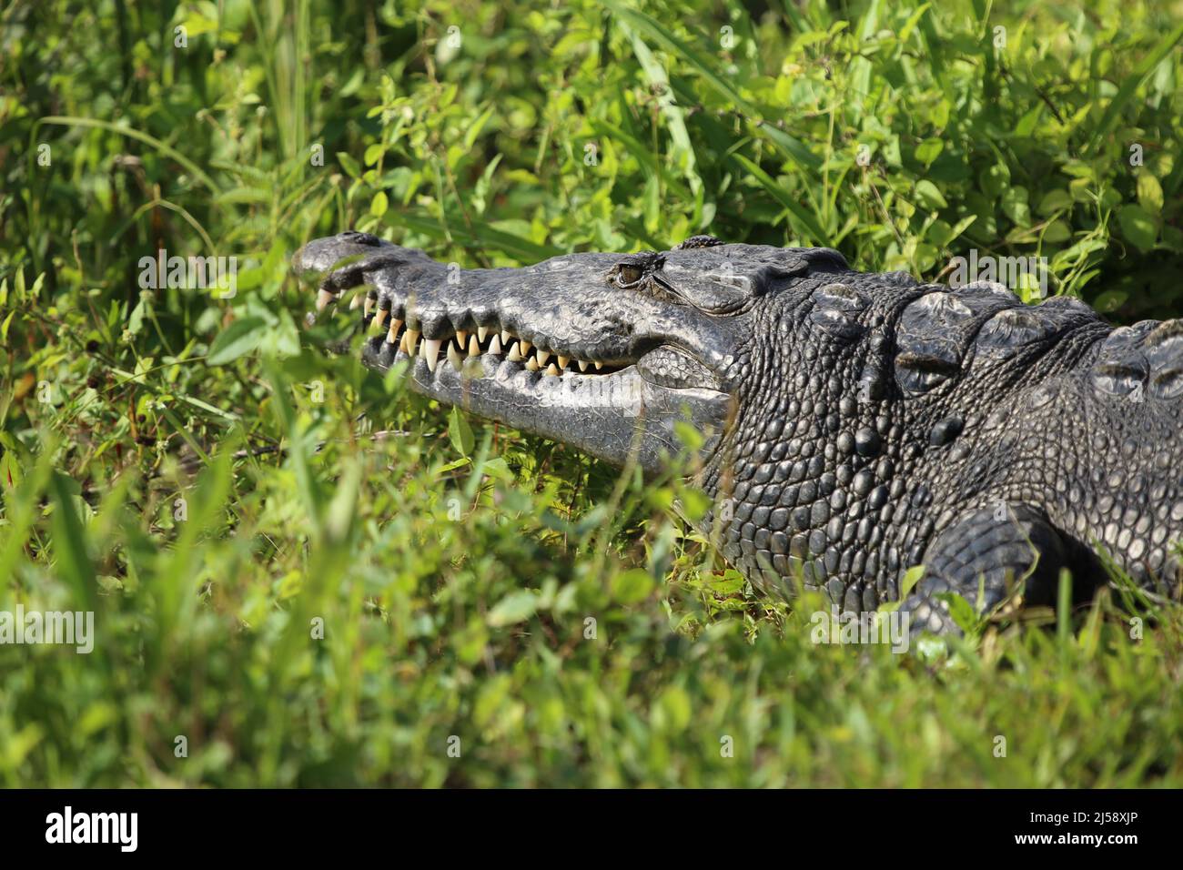 Crocodile dans l'herbe Banque D'Images