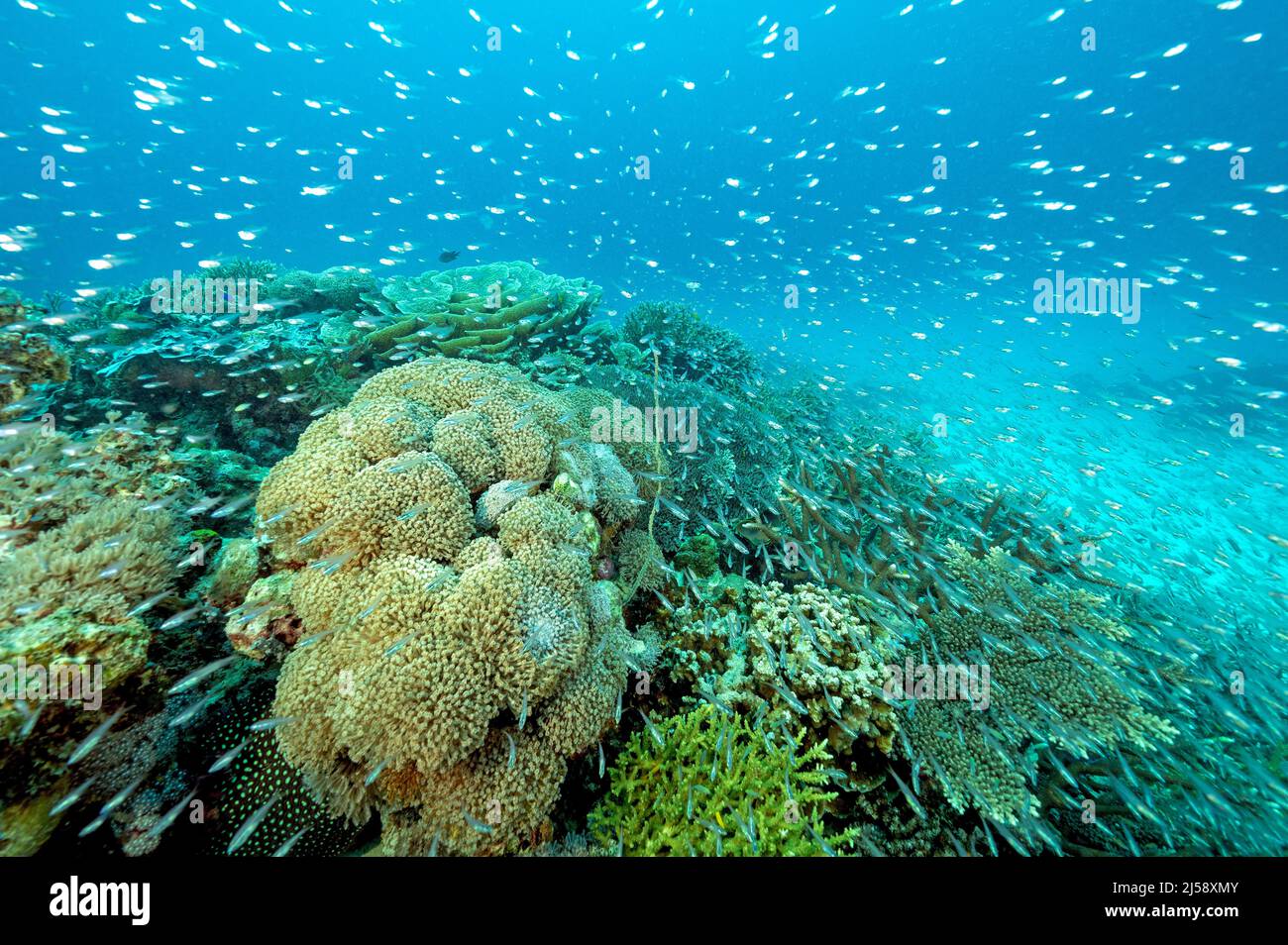 Récif de corail pittoresque avec des poissons en verre et des coraux durs, Raja Ampat Indonésie. Banque D'Images