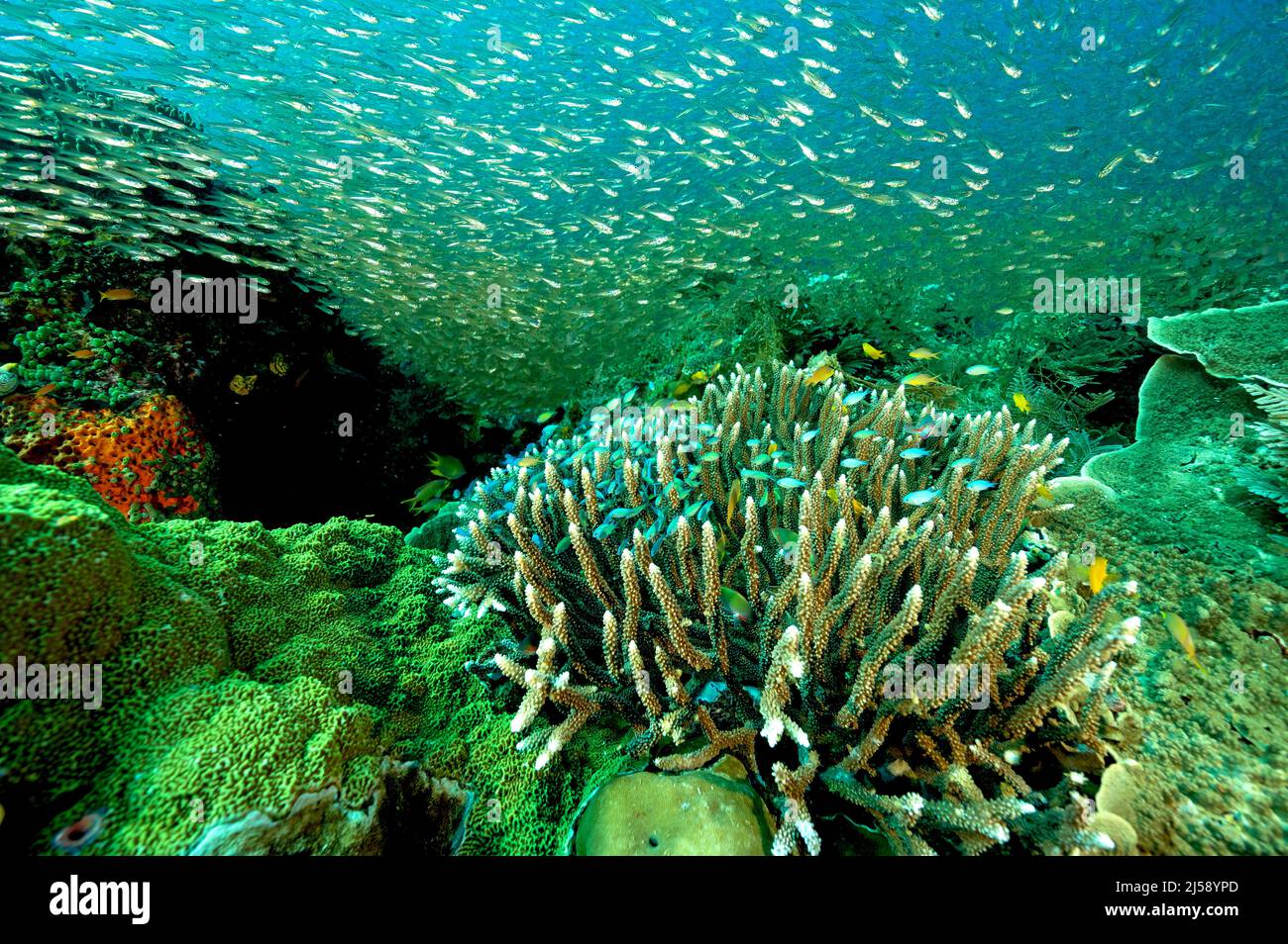 Récif pittoresque avec des poissons en verre et des damsels bleus, Raja Ampat Indonésie. Banque D'Images