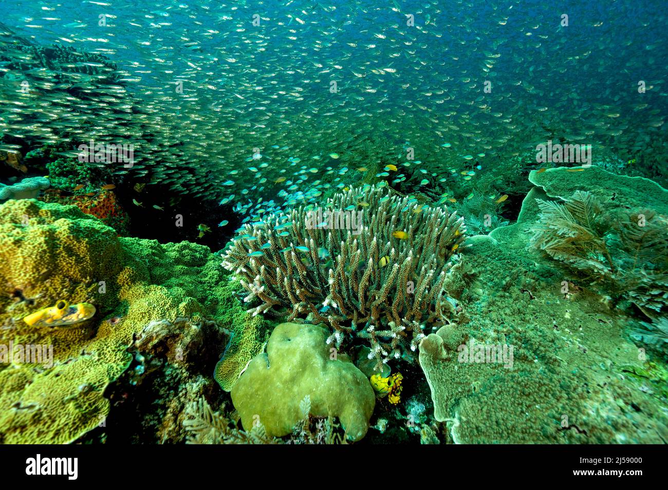 Récif pittoresque avec des poissons en verre et des damsels bleus, Raja Ampat Indonésie. Banque D'Images