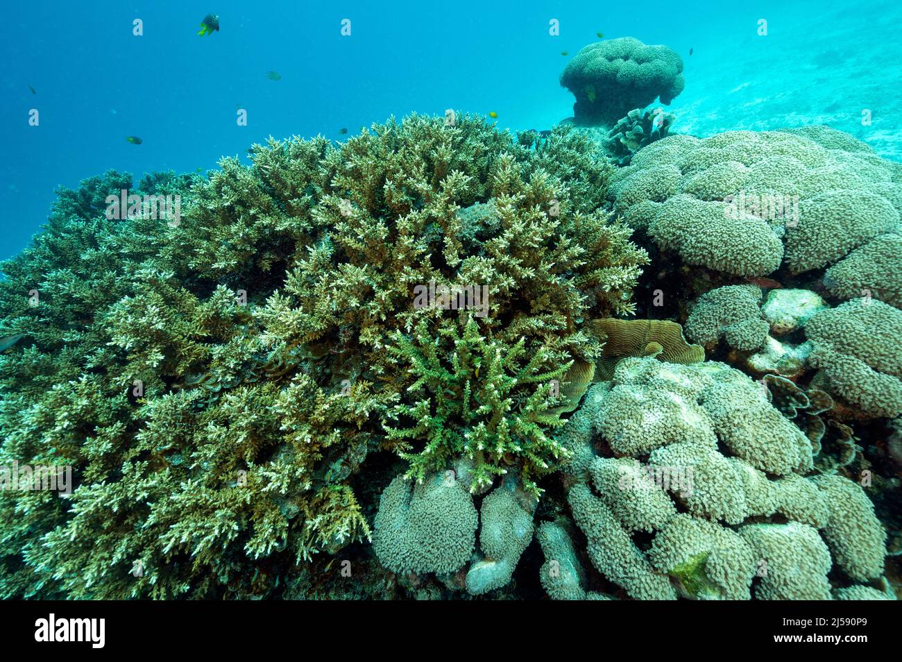 Vue panoramique sur les coraux durs, Raja Ampat Indonésie. Banque D'Images