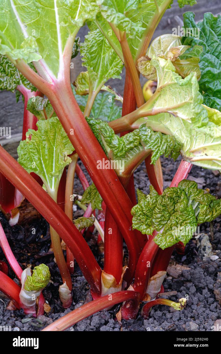 Gros plan sur les tiges fraîches de rhubarbe qui poussent dans un jardin privé, Surrey, Angleterre, Royaume-Uni Banque D'Images