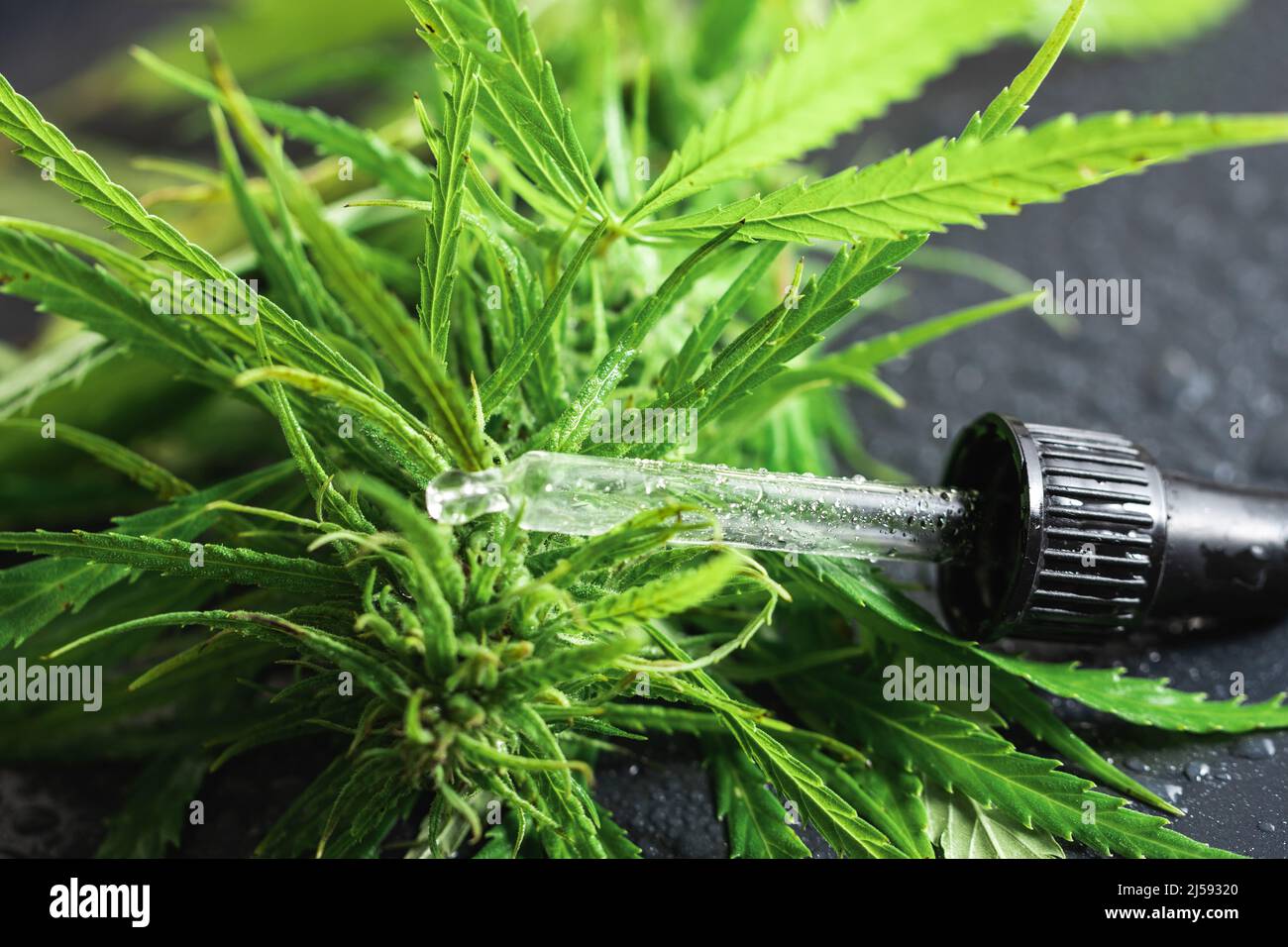 Plante de cannabis et pipette avec une huile de CBD sur surface métallique humide Banque D'Images