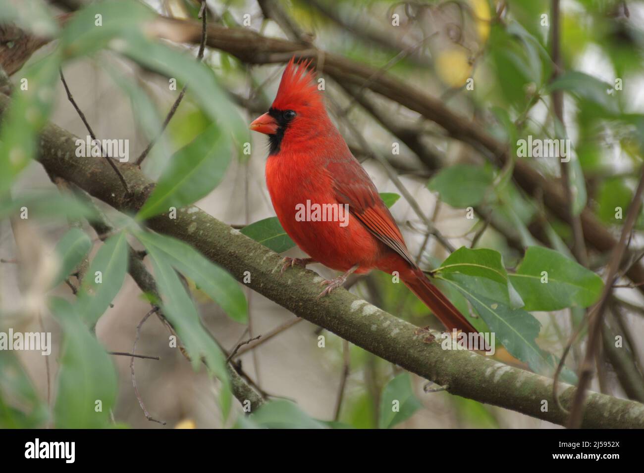 Cardinal rouge (Cardinalis cardinalis) à Homosassa, Floride, États-Unis Banque D'Images