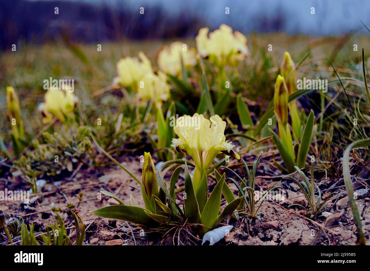 Iris reticulata. Bakeriana est une variété de plantes du genre Iris