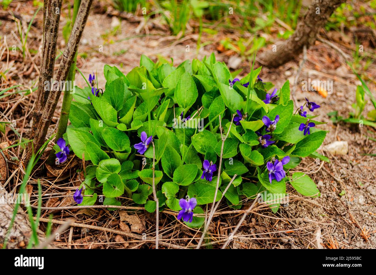 Alto odorata. Parfum-parfumé. Fleur violette forêt floraison au printemps. La première fleur de printemps, violette. Violettes sauvages dans la nature. Banque D'Images