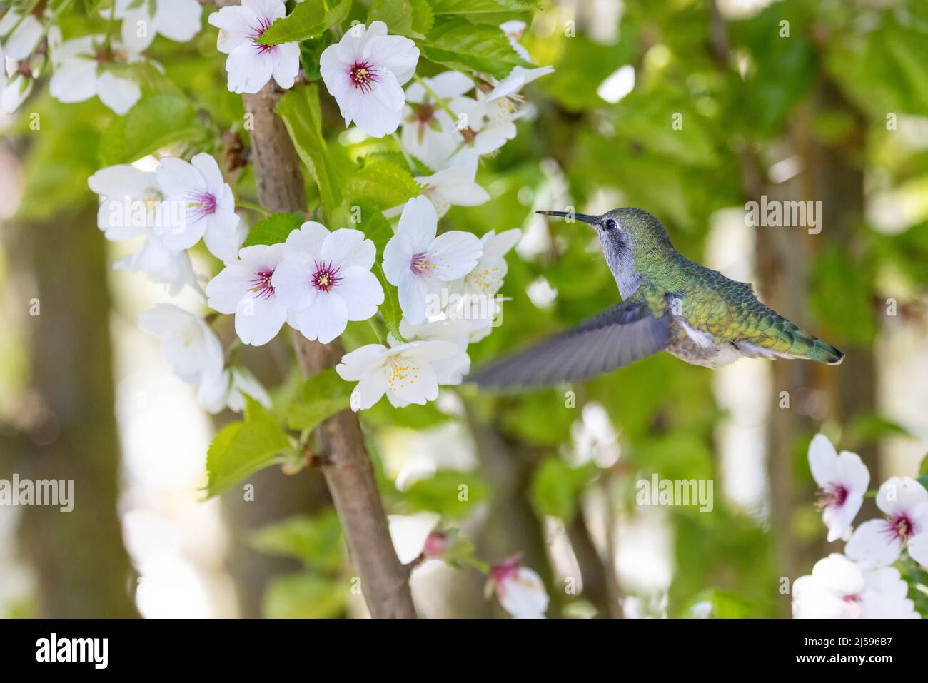 Colibri et fleur de Anna de sexe féminin à Vancouver, C.-B., Canada Banque D'Images