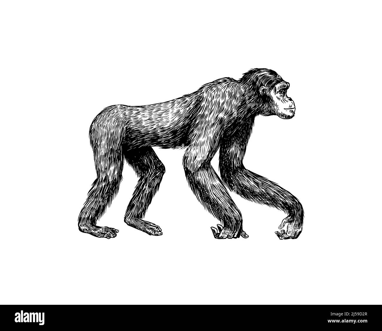 Bonobo ou chimpanzé dans un style vintage. Singe géant. Dessin gravé à la main dans un style de coupe de bois. Illustration de Vecteur