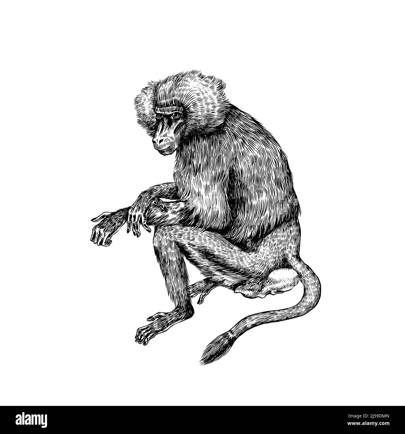 Babouin jaune de style vintage. Le singe sauvage est assis. Dessin gravé à la main dans un style de coupe de bois. Illustration de Vecteur