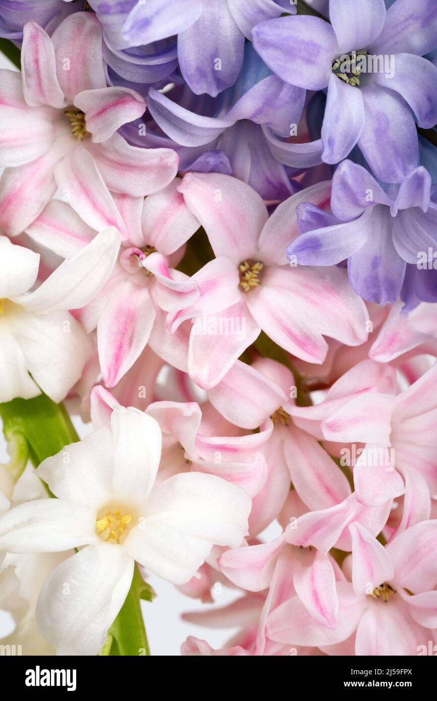 Composition concept fleurs rose, rose quartz, blanc, violet, violet. Composition de fleurs de jacinthe. Concept printemps été gros plan composition Banque D'Images