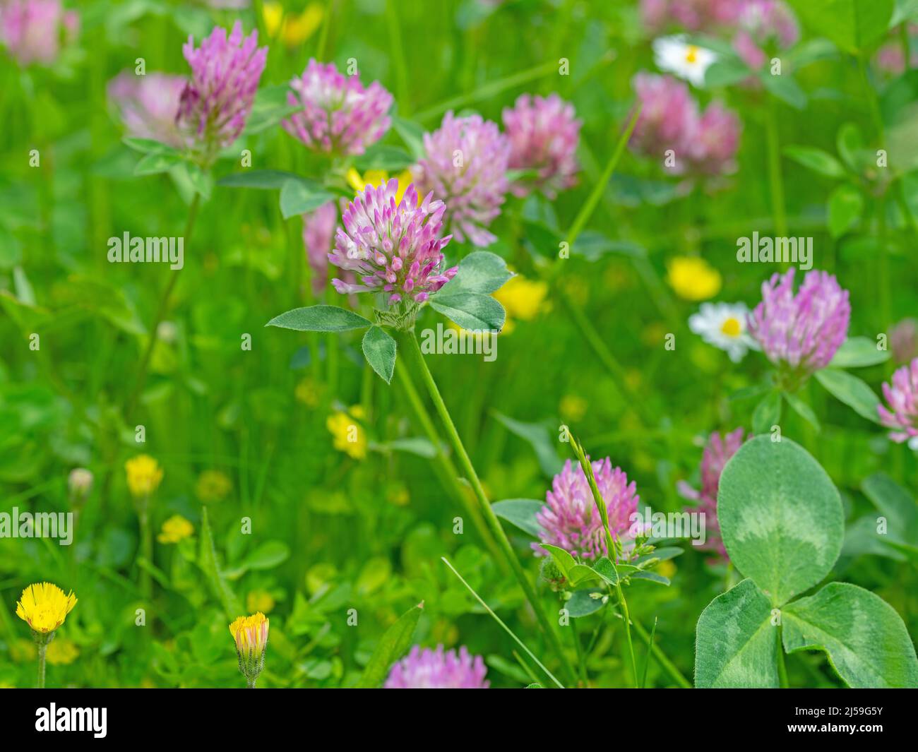 Trèfle rouge à fleurs, Trifolium pratense, gros plan Banque D'Images