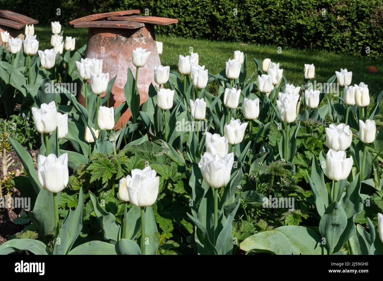 Tulip 'Cheers', tulipes blanches au festival de tulipes printanières de Dunsborough Park à Surrey, Angleterre, Royaume-Uni, en avril Banque D'Images