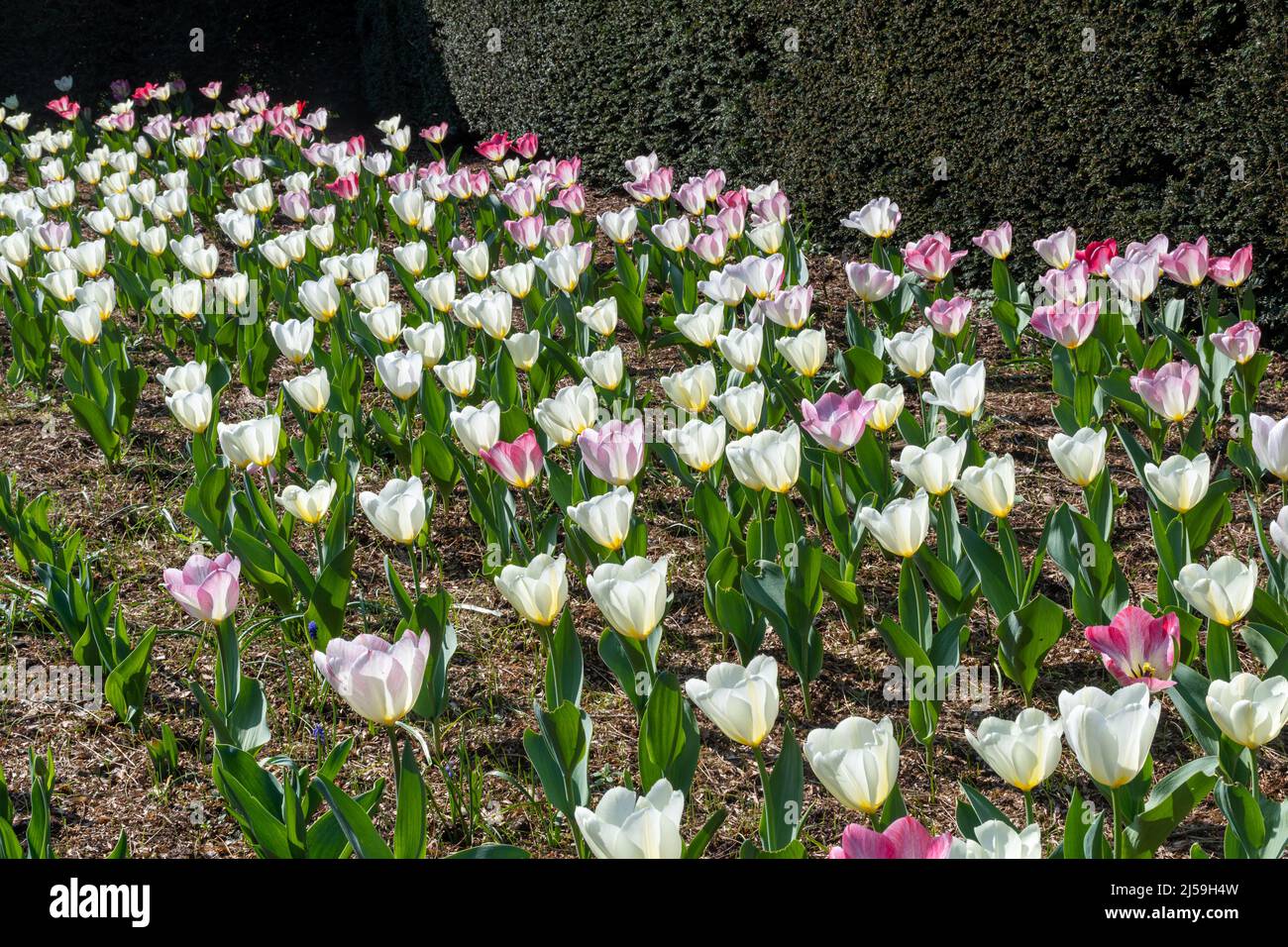 Dunsborough Park festival printanier de tulipe à Surrey, Angleterre, Royaume-Uni, en avril. Tulipes Purissima Design et Purissima Flaming Banque D'Images