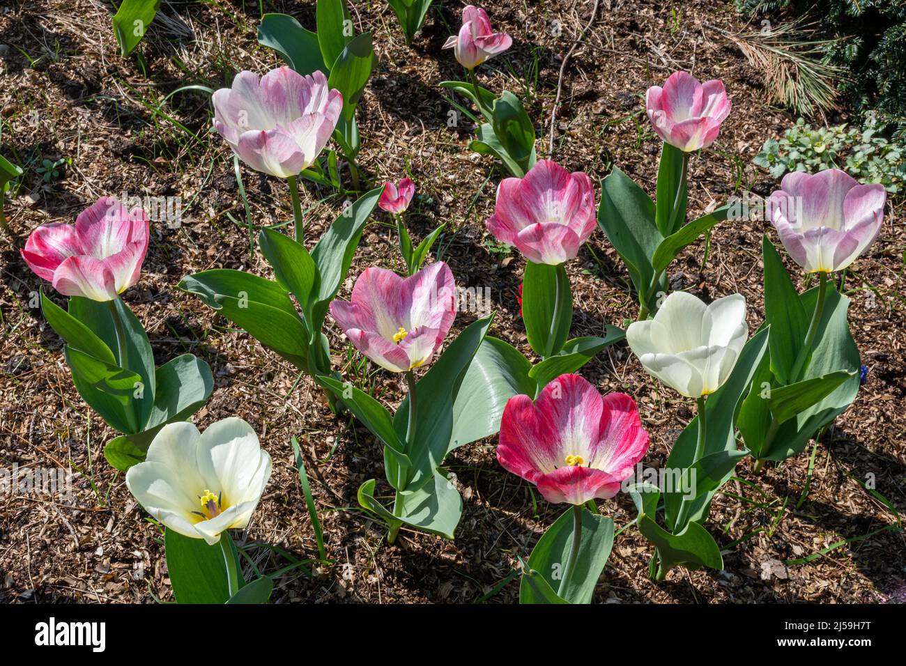 Tulipe « Flaming Purissima » au festival printanier de tulipe de Dunsborough Park à Surrey, Angleterre, Royaume-Uni, en avril Banque D'Images