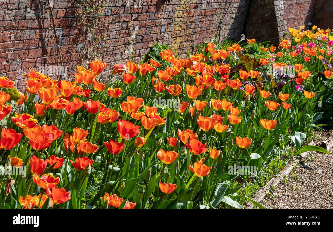 Dunsborough Park festival printanier de tulipe à Surrey, Angleterre, Royaume-Uni, en avril Banque D'Images