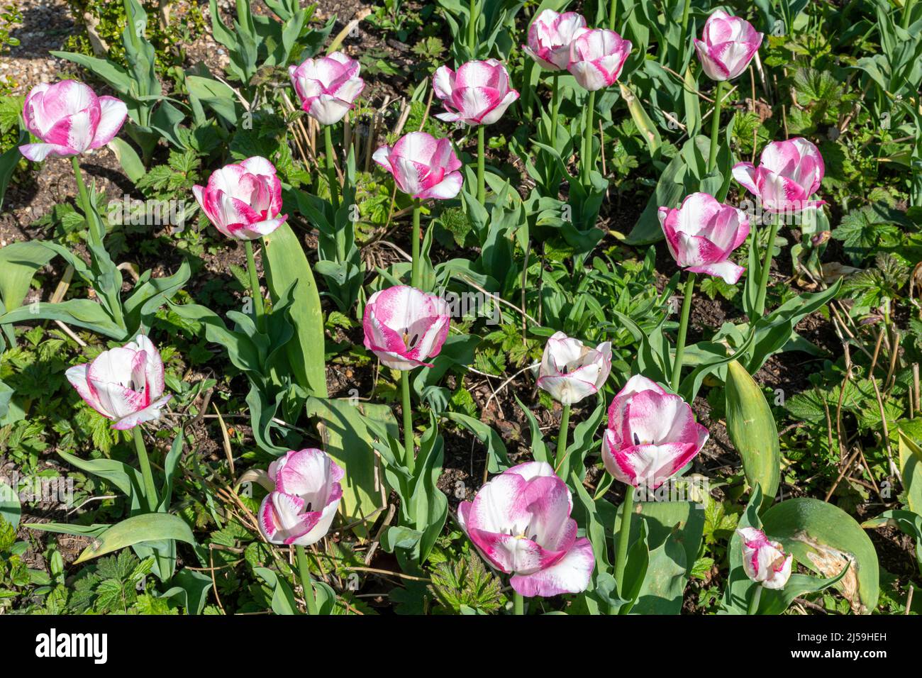 Tulipe « Flaming Purissima » au festival printanier de tulipe de Dunsborough Park à Surrey, Angleterre, Royaume-Uni, en avril Banque D'Images