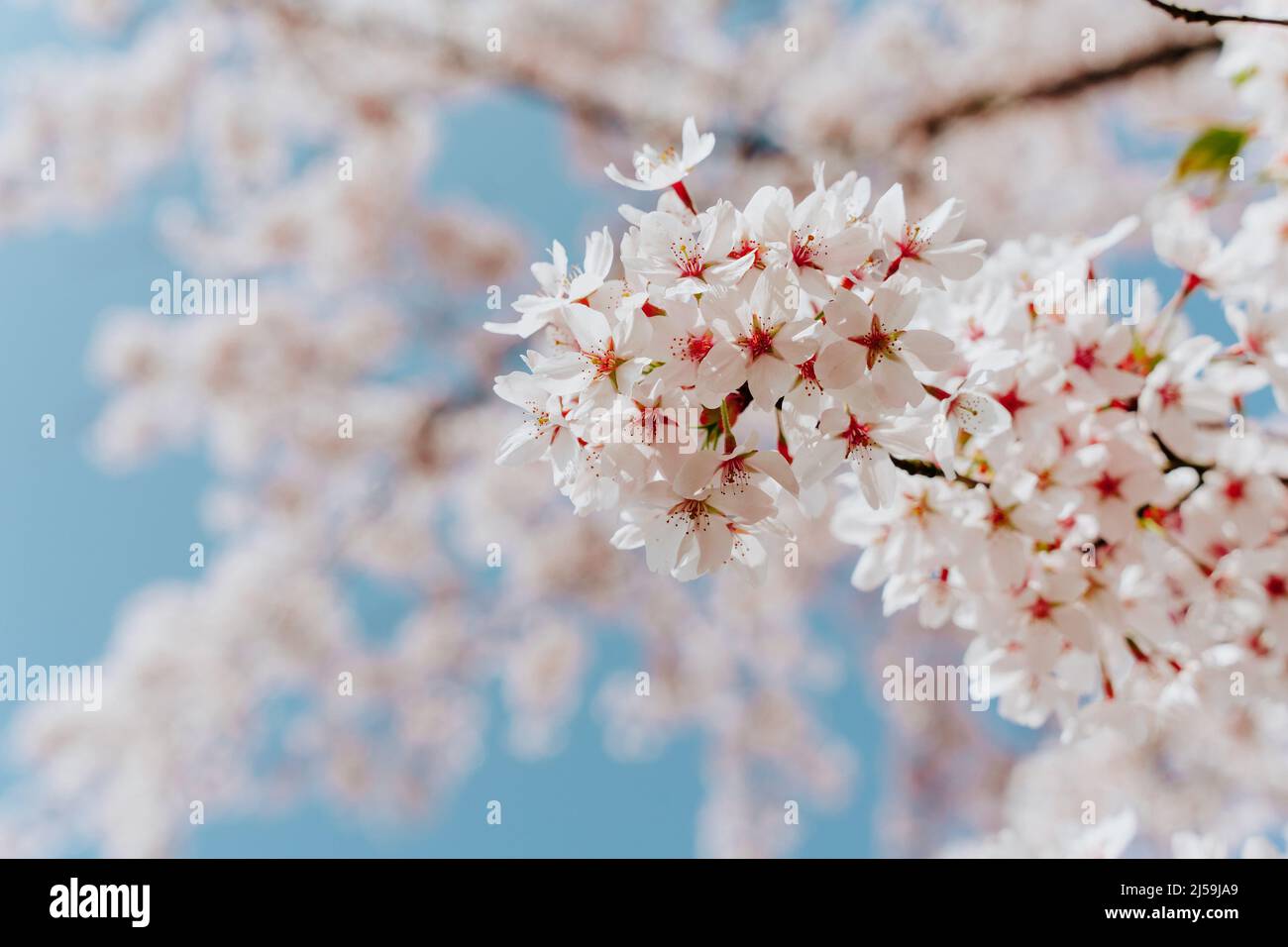 Fond floral printanier. Sakura aux fleurs blanches au printemps. Des branches de cerisiers en fleurs contre le ciel bleu, gros plan. Fleur de cerisier festiva Banque D'Images