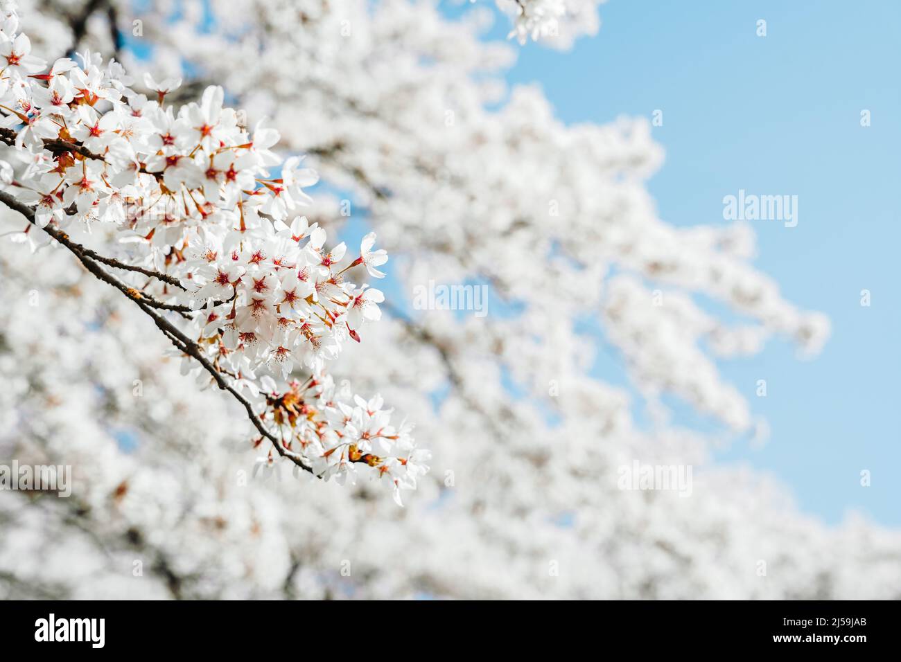 Sakura aux fleurs blanches au printemps. Des branches de cerisiers en fleurs contre le ciel bleu, gros plan. Festival des cerisiers en fleurs Banque D'Images