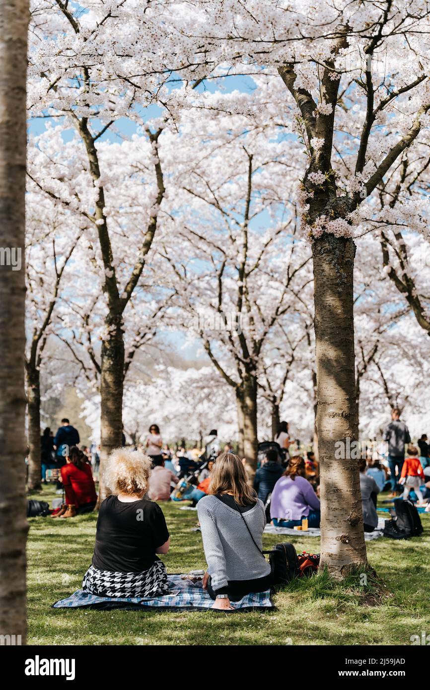 Famille, amis, personnes ayant un pique-nique sous les arbres de sakura. Passez un bon moment en famille dans le parc avec des cerisiers en fleurs, profitez du printemps et de la cerise Banque D'Images