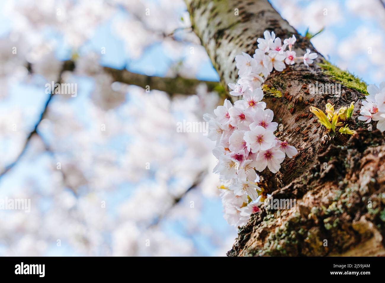 Arrière-plan élégant à motif fleuri printanier. Fleurs blanches de sakura en fleurs. Des branches de cerisiers en fleurs contre le ciel bleu, gros plan. Festival des cerisiers en fleurs. Clos Banque D'Images