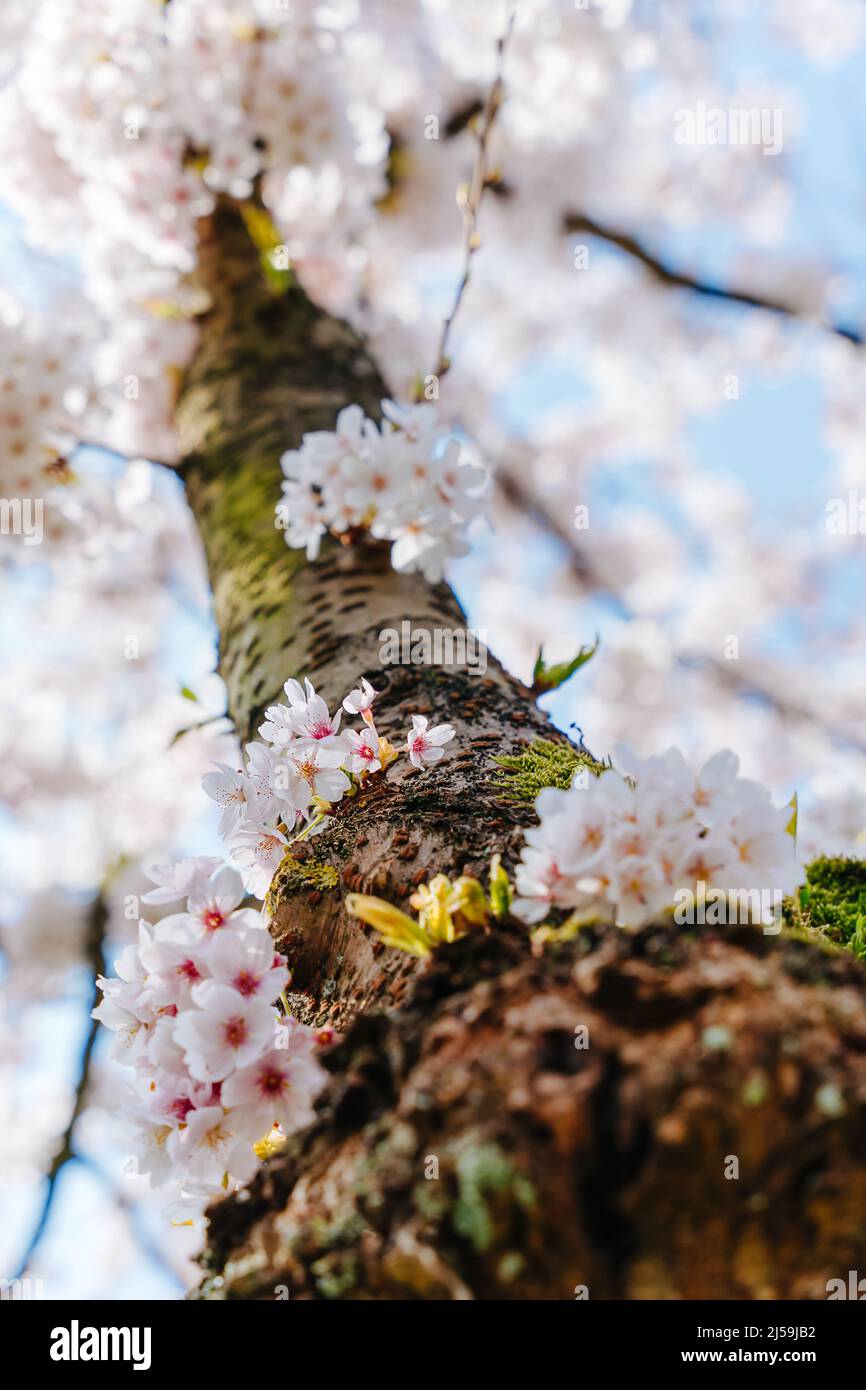 Arrière-plan élégant à motif fleuri printanier. Fleurs blanches de sakura en fleurs. Des branches de cerisiers en fleurs contre le ciel bleu, gros plan. Festival des cerisiers en fleurs. Clos Banque D'Images